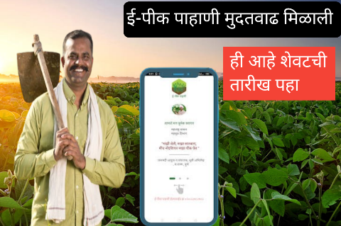 ई-पीक पाहणी कशी करायची? संपूर्ण प्रक्रिया जाणून घ्या