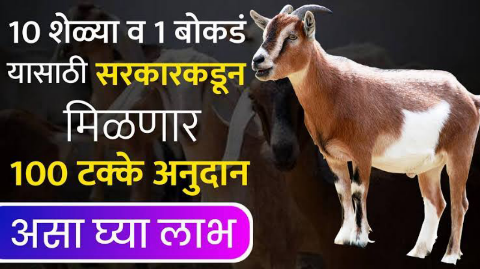 शेळी, मेंढी पालन अनुदान योजने अंतर्गत 10 शेळ्या व 1 बोकड यासाठी मिळवा 50 ते 75 टक्के पर्यंत अनुदान